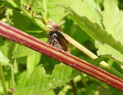 Stictocephala basalis