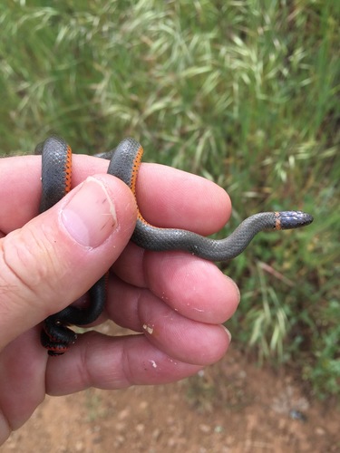 iNaturalist observation photo of Pacific Ringneck Snake