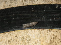Lepidoptera