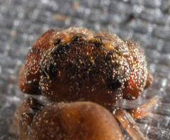 Simaethina