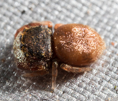 Simaethina