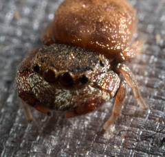 Simaethina