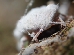 Coelostomidia zealandica