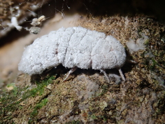 Coelostomidia zealandica