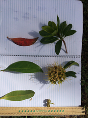 Xanthostemon chrysanthus