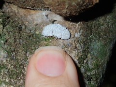 Coelostomidia zealandica