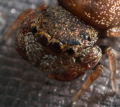Simaethina