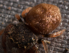 Simaethina