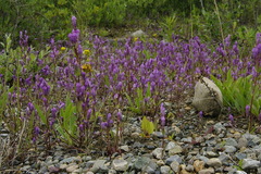 Gentianella propinqua propinqua