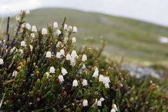 Cassiope tetragona tetragona