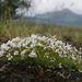 Alpine Sandwort - Photo (c) Andy Fyon, some rights reserved (CC BY-NC), uploaded by Andy Fyon