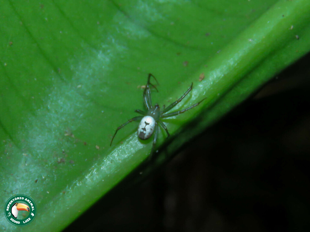 Mangora melanocephala