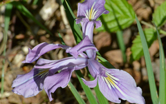 Iris tenax