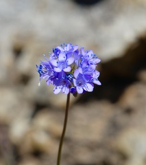 Gilia capitata staminea