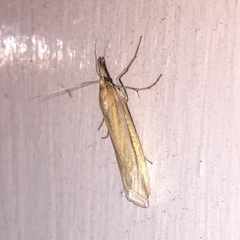 Lepidoptera