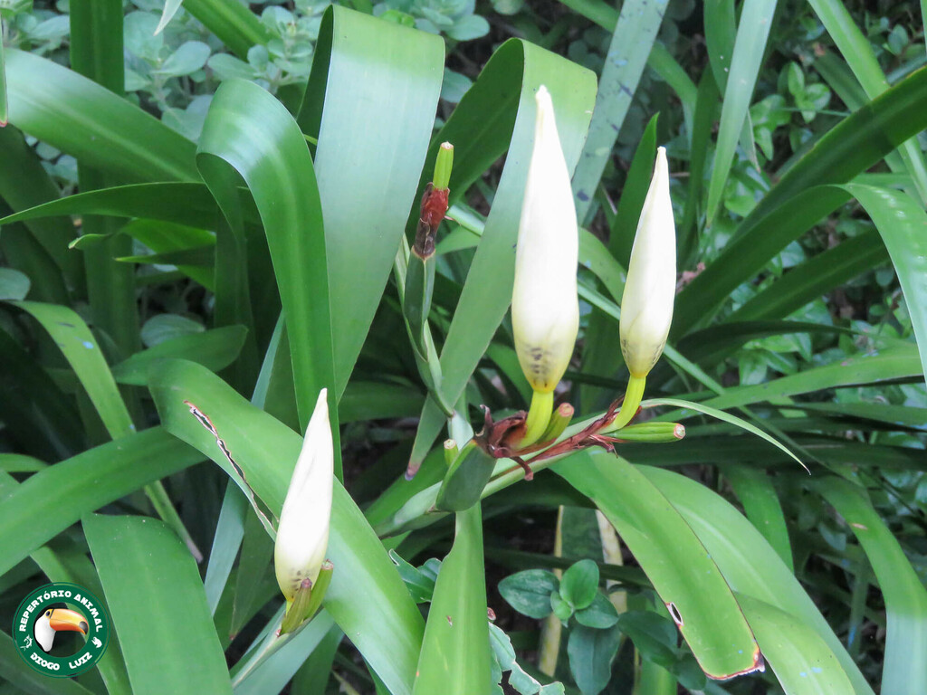 Trimezia northiana, Rampa de Voo Livre, Búzios - RJ, 28950-000