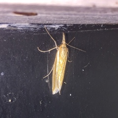 Lepidoptera
