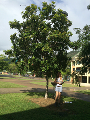 Xanthostemon chrysanthus