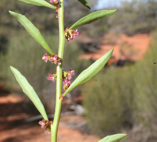 Haloragis trigonocarpa