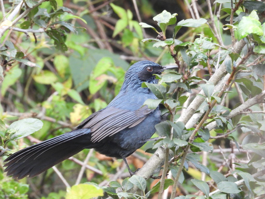 Blue Rocking Bird Blue Mockingbird from Camino Real, 58350 Jesús del Monte, Mich., México ...