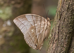 Amathuxidia amythaon