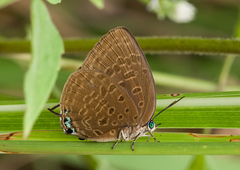 Arhopala lurida