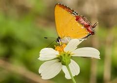 Heliophorus