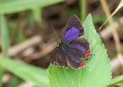 Heliophorus