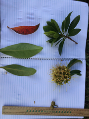 Xanthostemon chrysanthus