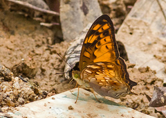 Vagrans sinha