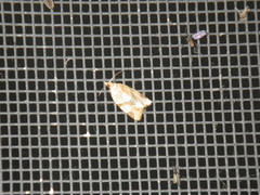 Clepsis peritana