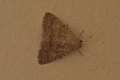 Polydesma umbricola