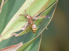 Polistes badius
