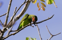 Long-Tailed Parakeet photo 2