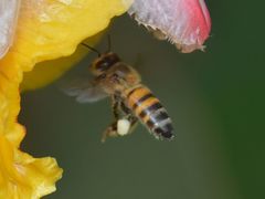 Apis mellifera