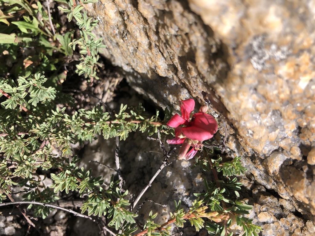 cheery-indigo-from-ehlanzeni-mp-za-on-march-16-2019-at-01-49-pm-by