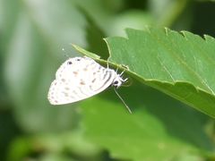 Leptotes pirithous