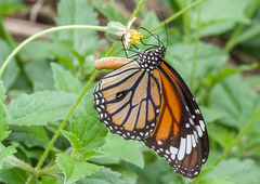 Danaus genutia