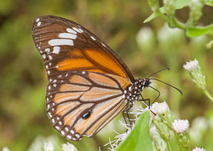 Danaus genutia