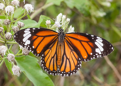 Danaus genutia