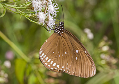 Euploea core godartii