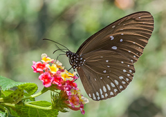 Euploea core godartii