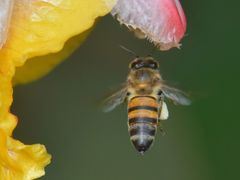 Apis mellifera