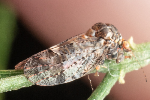 Dasypsylla brunnea, 2023-10-28