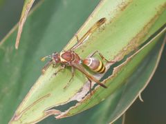 Polistes badius