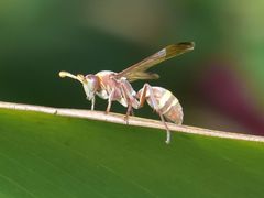 Polistes badius