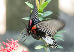 Papilio memnon agenor