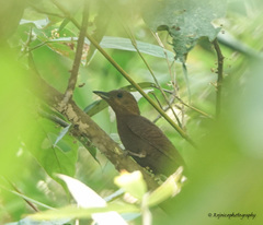 Micropternus brachyurus
