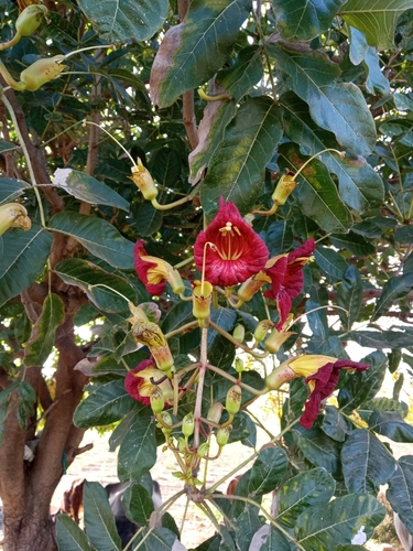 Sausage tree