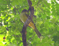 Chlorocichla flaviventris